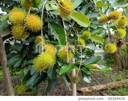 Green unripe rambutan fruit on a tree growing in the garden. Fresh fruit plantation background. 98369426