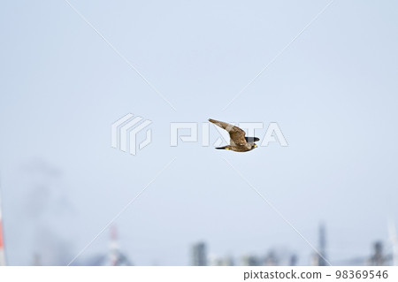 遊隼 遊隼 98369546