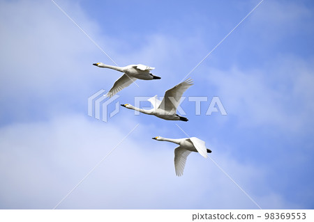 Tundra swan Tundra swan 98369553