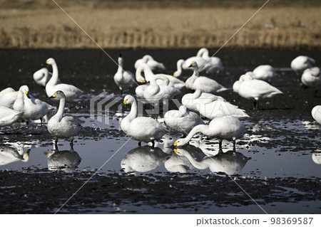 Tundra swan 98369587