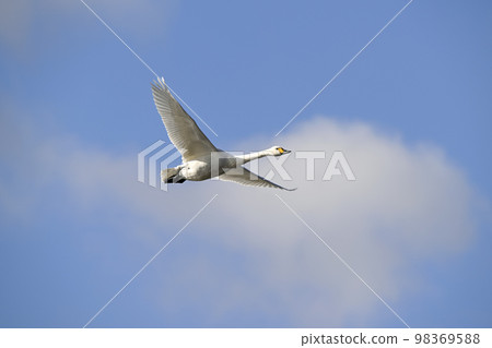 Tundra swan 98369588