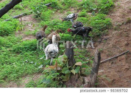 Chicken from Vang Vieng, Laos Chicken from Vang Vieng, Laos 98369702