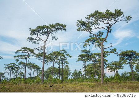 The pine tree forest on the top of Phu Kradueng National Park in Loei province of Thailand. 98369719