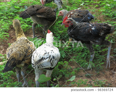 Chicken from Vang Vieng, Laos Chicken from Vang Vieng, Laos 98369724