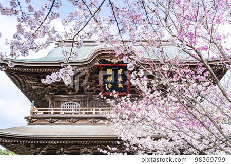 [Kanagawa Prefecture] Cherry blossoms in full bloom at Kenchoji Temple in Kamakura 98369799