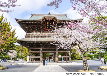 [神奈川縣]鎌倉建長寺櫻花盛開 98369802
