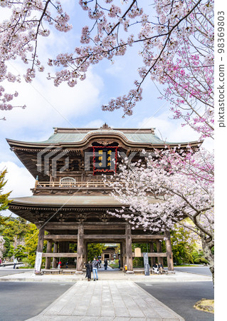 [Kanagawa Prefecture] Cherry blossoms in full bloom at Kenchoji Temple in Kamakura 98369803