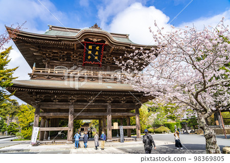 [Kanagawa Prefecture] Cherry blossoms in full bloom at Kenchoji Temple in Kamakura 98369805