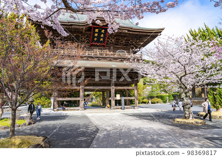 [神奈川縣]鎌倉建長寺櫻花盛開 98369817