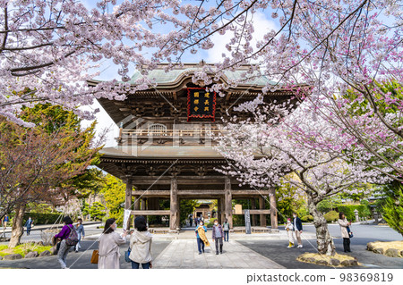 [神奈川縣]鎌倉建長寺櫻花盛開 98369819