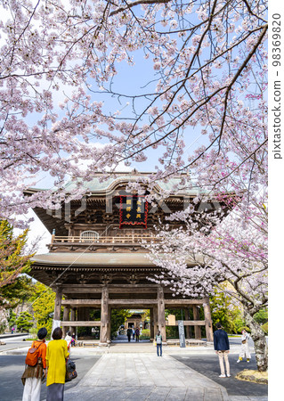 [Kanagawa Prefecture] Cherry blossoms in full bloom at Kenchoji Temple in Kamakura 98369820