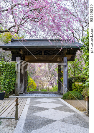 [Kanagawa Prefecture] Weeping cherry blossoms blooming at Meigetsu-in Temple in Kamakura 98369839