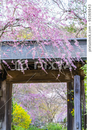 [Kanagawa Prefecture] Weeping cherry blossoms blooming at Meigetsu-in Temple in Kamakura 98369843