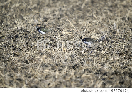 田鳧 田鳧 98370174