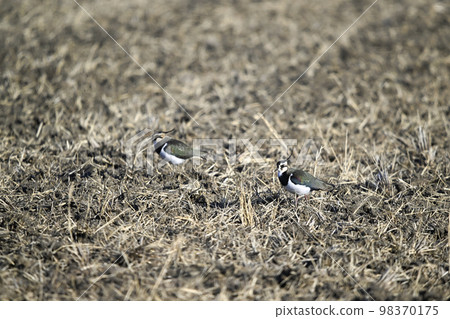 Tageli Tageli 98370175