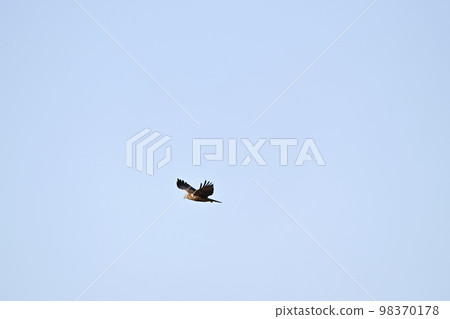 A crow A crow 98370178