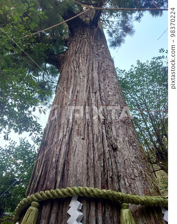 神聖的樹 98370224