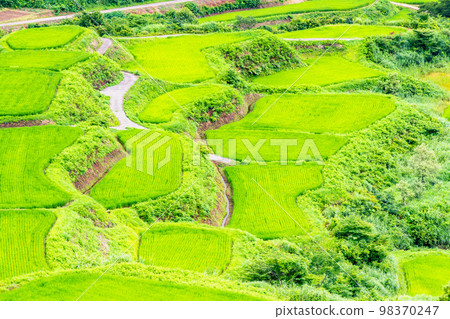 新潟縣星峠梯田～夏天～ 98370247