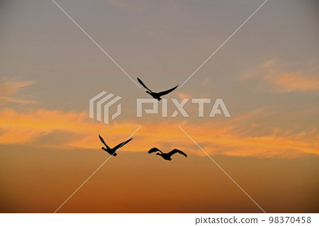 evening sky and swan 98370458