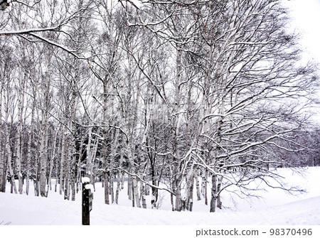 北海道的冬季景觀，寂靜，白雪和光禿禿的樹木，黑白世界 98370496