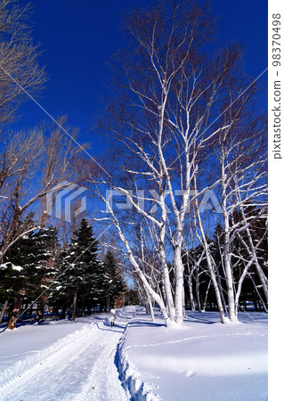 北海道的冬季風景 藍天、白雪和白樺樹 滑雪的痕跡 北海道的冬季風景 藍天、白雪和白樺樹 滑雪的痕跡 98370498
