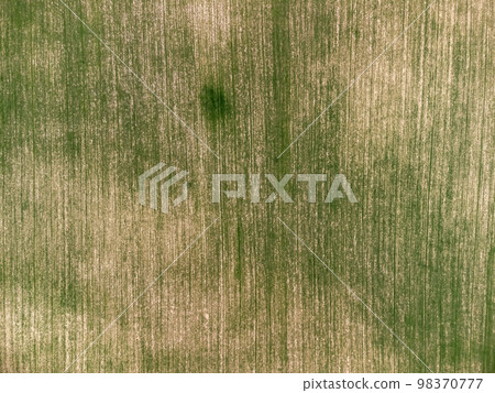 Aerial view on Green wheat field in countryside. Field of wheat blowing in the wind on sunset. Young and green Spikelets. Ears of barley crop in nature. Agronomy, industry and food production. Aerial view on Green wheat field in countryside. Field of wheat blowing in the wind on sunset. Young and green Spikelets. Ears of barley crop in nature. Agronomy, industry and food production. 98370777
