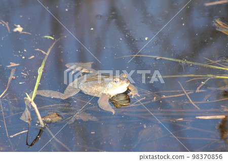 frog frog 98370856