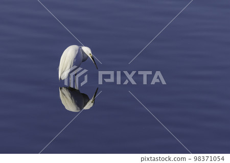 Egret looking for food in the water 98371054