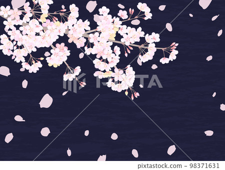 Background illustration of cherry blossoms in a calm atmosphere looking up at the night sky 98371631