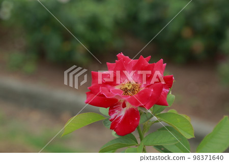 荒尾市少女公民花壇玫瑰花, 荒尾市少女公民花壇玫瑰花, 98371640