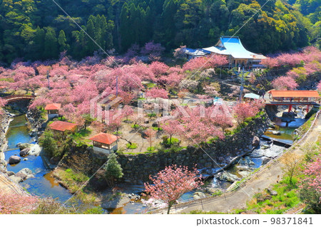 盛開的櫻花（大分市一心寺） 98371841