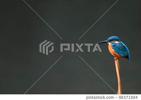 Kingfisher Kingfisher 98371884