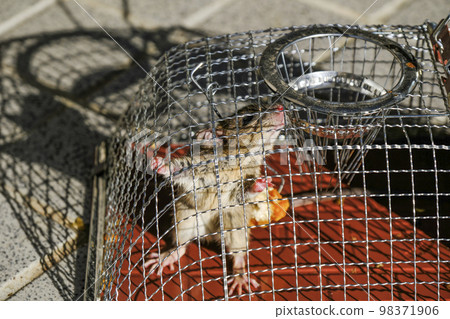 捕獲的老鼠 98371906