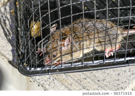 捕獲的老鼠 98371910