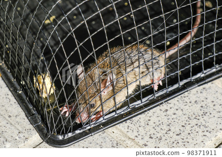 捕獲的老鼠 98371911