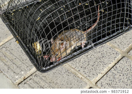 捕獲的老鼠 捕獲的老鼠 98371912