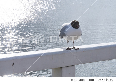 seagull seagull 98371950