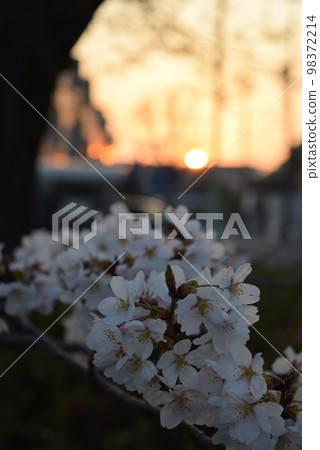 Sunset and cherry blossoms 98372214