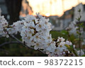 日落和櫻花 98372215