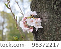 盛開的櫻花樹 98372217