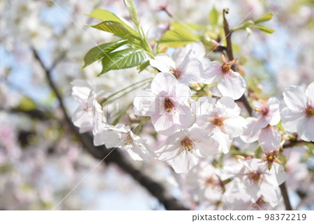 留下櫻桃樹 留下櫻桃樹 98372219