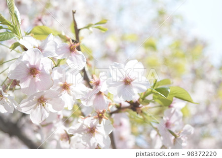 留下櫻桃樹 留下櫻桃樹 98372220