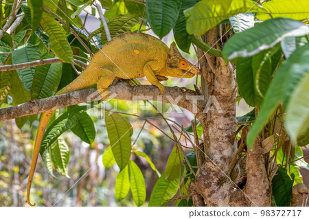 Parson's chameleon, Calumma parsonii, Peyrieras Madagascar Exotic, Madagascar 98372717