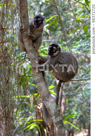 Common brown lemur, Eulemur fulvus, Madagascar wildlife Common brown lemur, Eulemur fulvus, Madagascar wildlife 98372720
