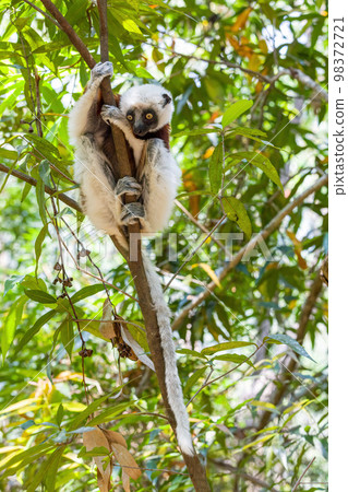 Coquerel's sifaka lemur, Propithecus coquereli, Madagascar wildlife Coquerel's sifaka lemur, Propithecus coquereli, Madagascar wildlife 98372721
