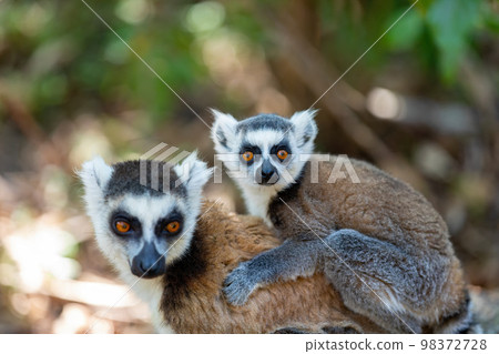 Ring-tailed lemur with baby, Lemur catta, Madagascar wildlife Ring-tailed lemur with baby, Lemur catta, Madagascar wildlife 98372728