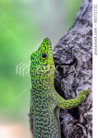 Standing's day gecko, Phelsuma standingi, Zombitse-Vohibasia, Madagascar wildlife 98372732