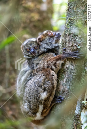 Avahi, Peyrieras' Woolly Lemur, Avahi peyrierasi, Madagascar wildlife 98372735
