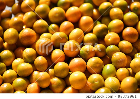 Harvested Kumquat (Kumquat) 98372961