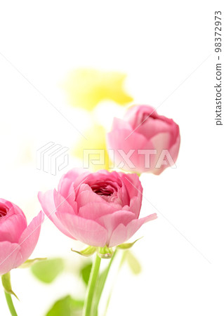 明亮華麗漂亮的粉紅色和黃色花朵,適合春天的意象 明亮華麗漂亮的粉紅色和黃色花朵,適合春天的意象 98372973